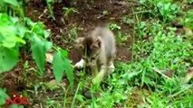 Amazing Cat vs cobra. vs snake fight to the death real life - Who win