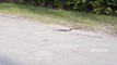 Snake Suicide - Weird Snake Goes Crazy and Kills itself - Amazing Video Don't Miss It