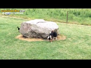 Ördek ve Köpeğin Yakalamaç Oyunu