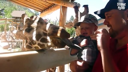 Funny Fails Compilation 2016 Funny Videos 2016 - Humorous Videos - Funny Animals