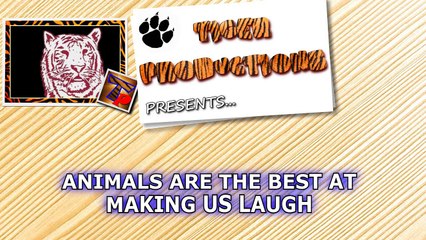 Animals are the best at making us laugh - Funny animal compilation
