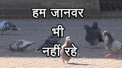 प्रेरणा कथा 51: हम जानवर भी नहीं रहे Hum Jaanvar Bhi Nahi Rahe