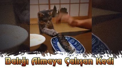 Balığı Almaya Çalışan Kedi