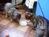 Amazing Cats Sharing Milk