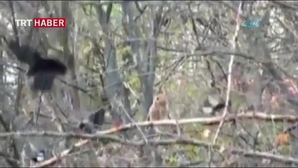 Karga sürüsü baykuşa böyle saldırdı