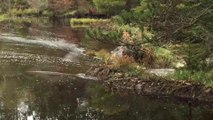 Rupture d'un barrage de castors qui vide un étang entier !