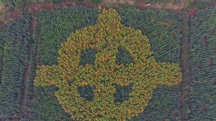 Une croix Irlandaise de 120m de long faite d'arbres dans une forêt !