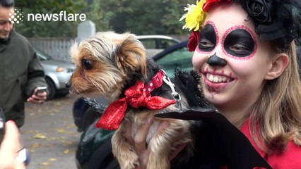 Dogs in Halloween costume join meet-up in London