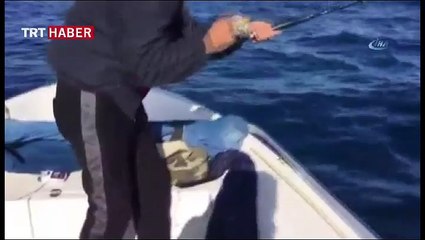 Oltasına köpekbalığı takıldı