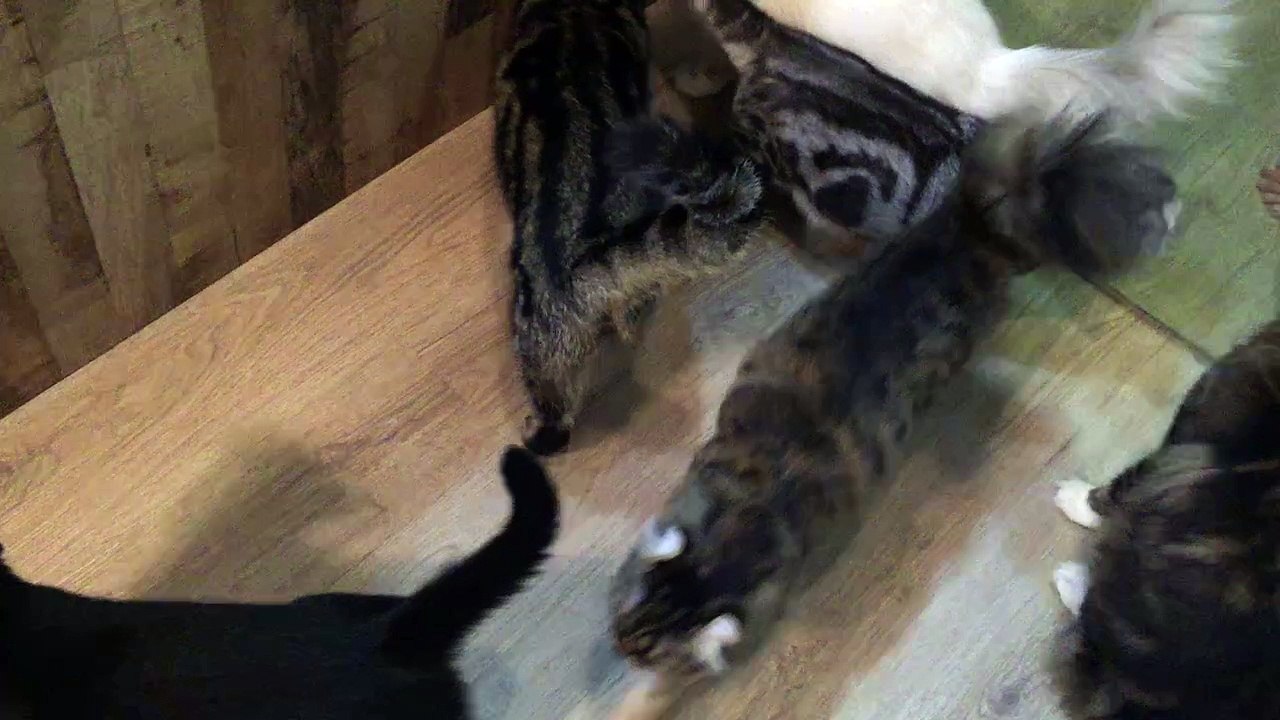 Meows