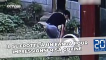 Il se frotte à un panda pour impressionner sa copine… Mal lui en a pris