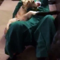 La réaction de ce chien qui voit sa peluche préférée "prendre vie" est tellement craquante !