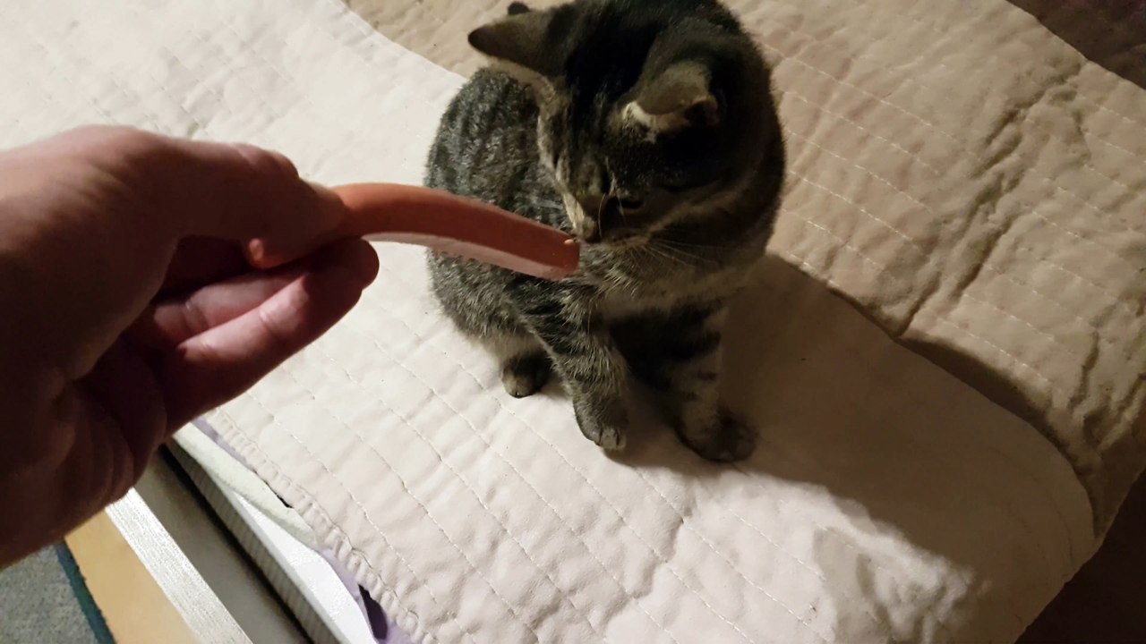 Hungry cat kill my finger :)