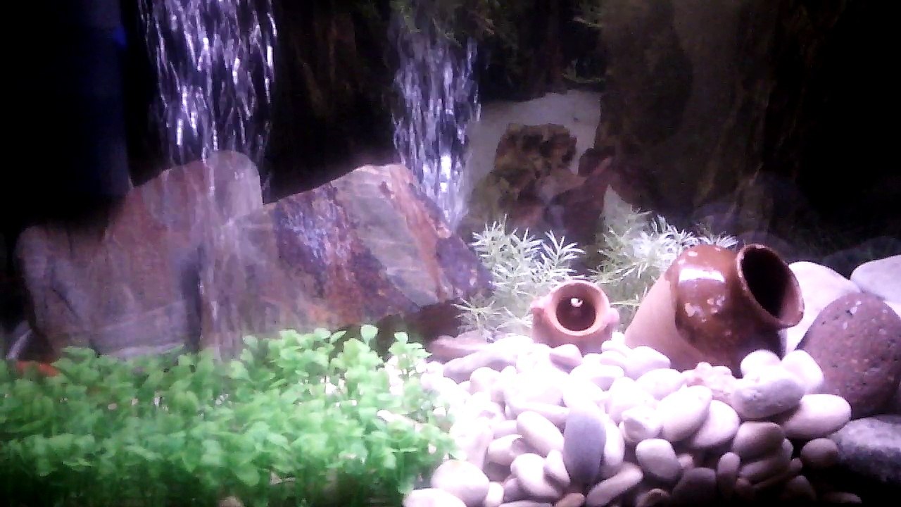 Acuario
