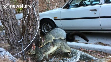 Strong mother possum carries particularly large baby on her back