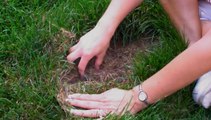 Tình cờ phát hiện sinh vật bé nhỏ ngay dưới đám cỏ ở sân kho