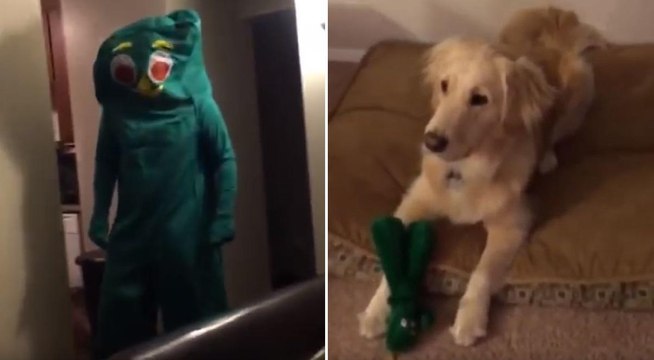 Si traveste da giocattolo preferito del suo cane. Quando lo vede impazzisce di gioia