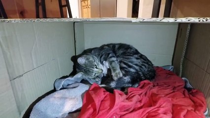 My Neighbor Had A Baby - I Am NOT The Father!