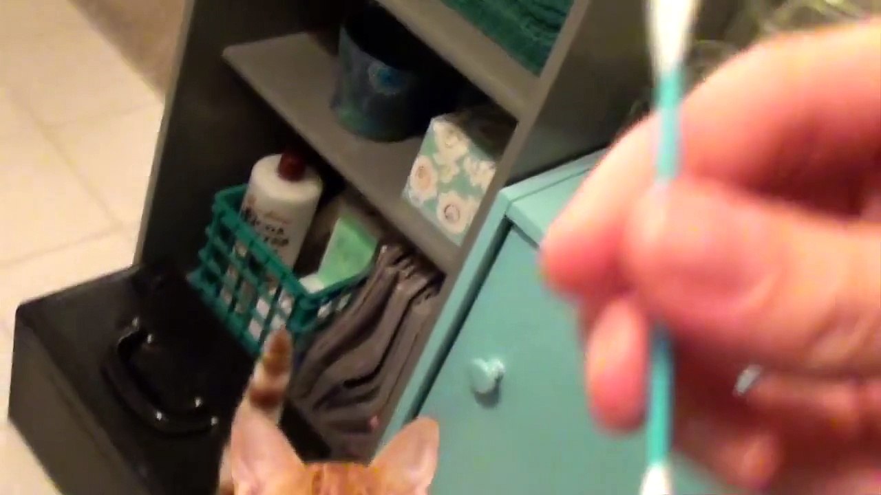 My Cats are Obsessed with Q-Tips!