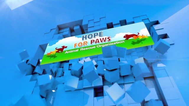 Le sauvetage émouvant d'un chien terrifié qui tremble de tous ses membres