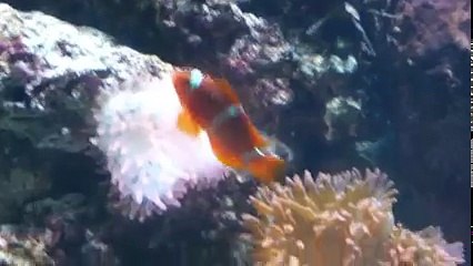 Long Beach Aquarium Experience - Ashley Gershoony