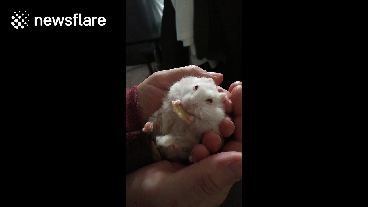 Hamster vs crisp