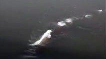 Extraña criatura: otro monstruo del Lago Ness no identificado