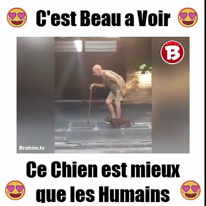 c est beau a voir ce chien est mieux que les humains