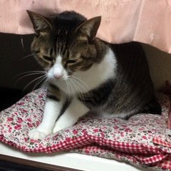 【諸説あるけど…】寝る時猫はなんで踏む…