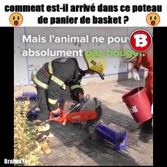 comment est il arrive dans ce poteau de panier de basket