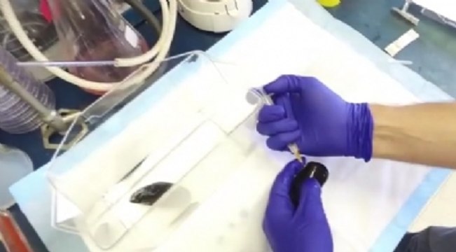 Bilim Adamları Türler Arası Bulaşıcı Kanser Türü Keşfetti