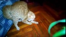 10 MINUTES OF HILARIOUS CATS