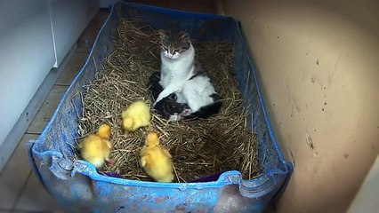 gata a tomar conta de patinhos bebés