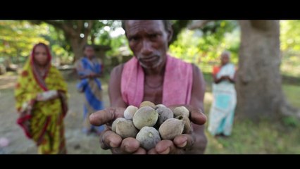 Signature Film - 3rd Woodpecker International Film Festival 2015