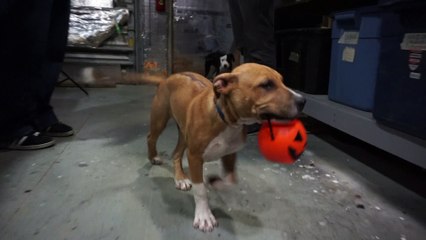 Happy Halloween Ha Ha Ha Ha