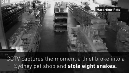 CCTV of a man stealing eight snakes from a pet shop