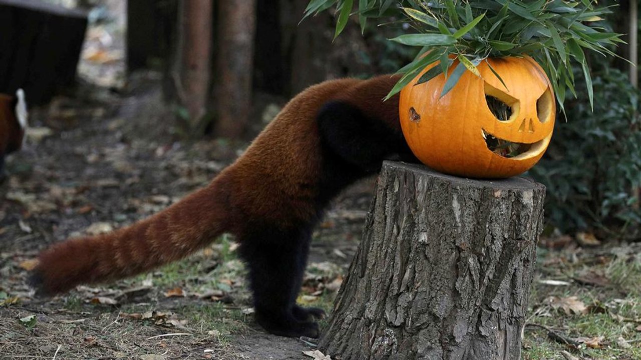 Amerikanischer Kulturimport? Heute Abend ist Halloween