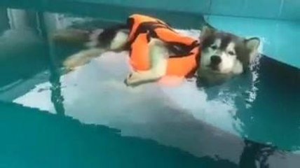 Un chien flotte dans une piscine