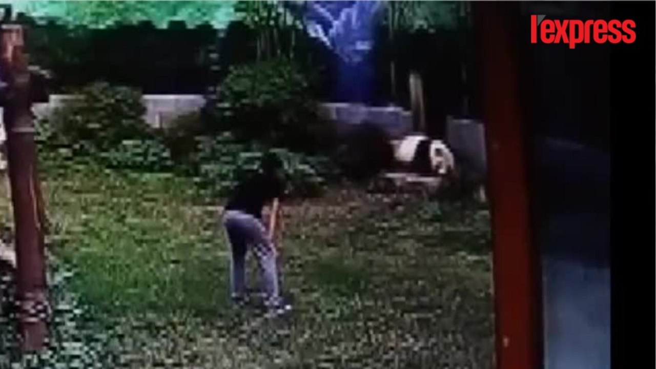 Chine : un panda géant un peu trop affectueux
