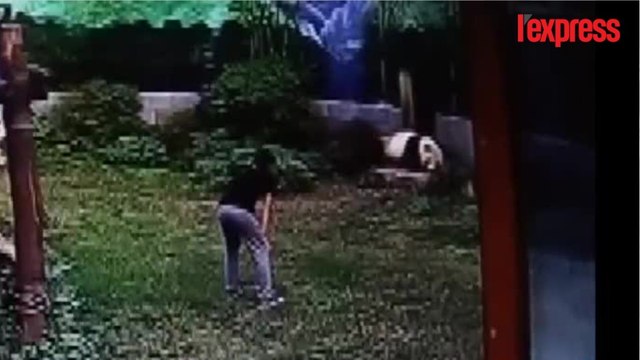 Chine : un panda géant un peu trop affectueux