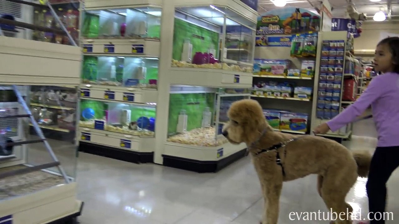 CHLOE S BIRTHDAY MAKEOVER!!! MommyTube Eats DOG FOOD! NEW HOUSE!