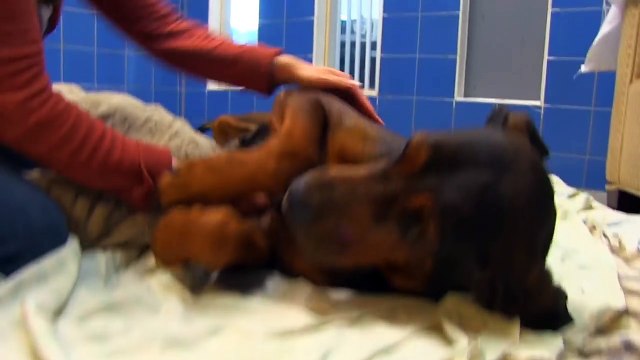 Per anni è stata tenuta a catena: il suo abbraccio con la nuova famiglia è commovente