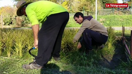 Evran (22). Voici la première récolte de riz en Bretagne !