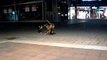 Illegal dogfight ! Olde English Bulldog vs. Rhodesian Ridgeback  -))