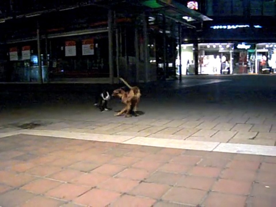 Illegal dogfight ! Olde English Bulldog vs. Rhodesian Ridgeback  -))