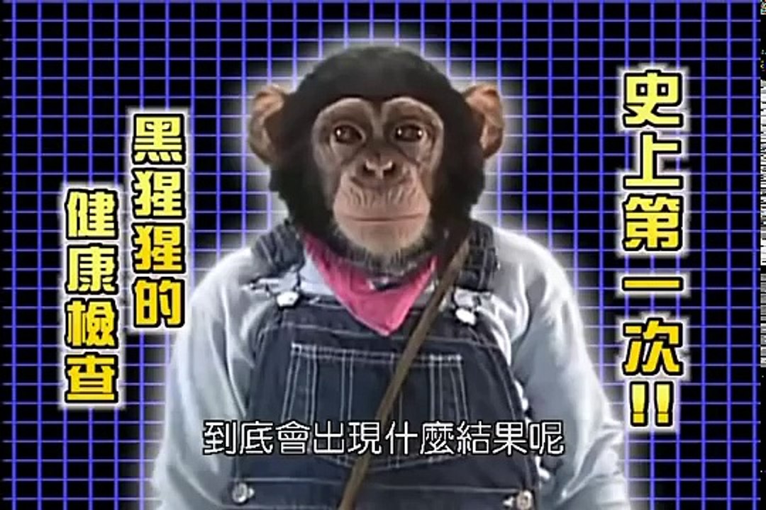 La pareja Bulldog y Chimpancé van al veterinario!