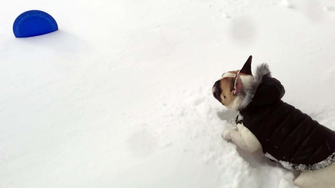 Labrador Retriever Helps French Bulldog In Snow
