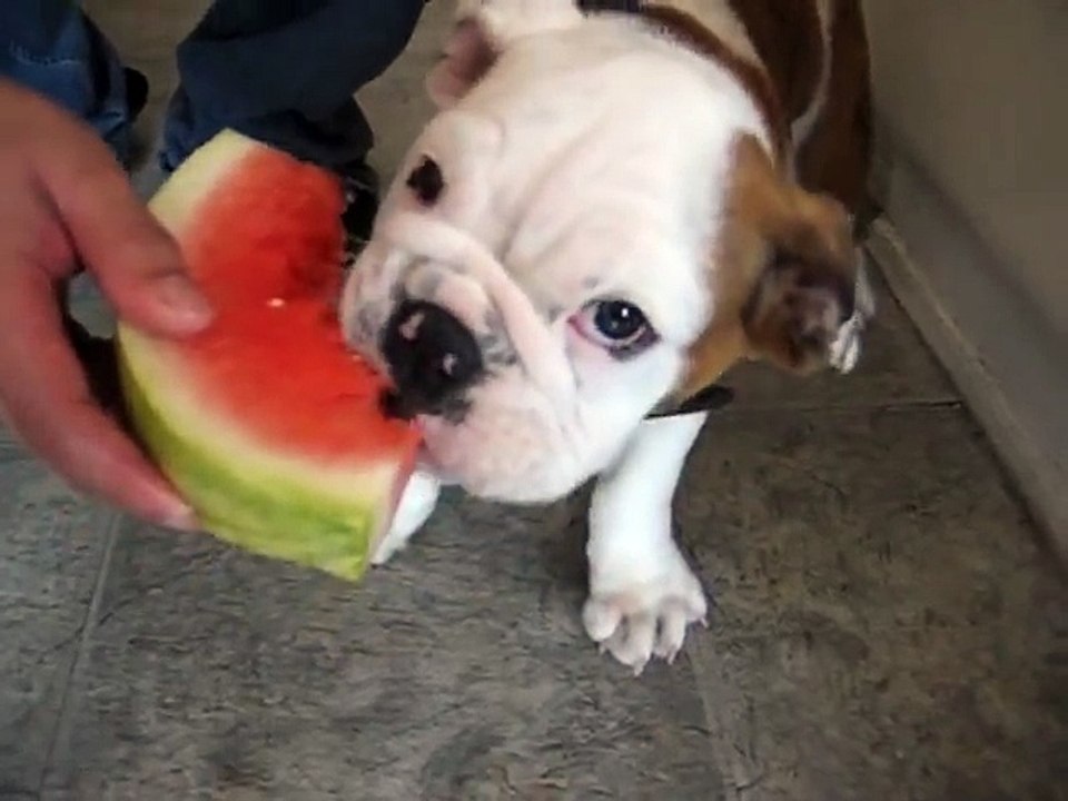 Latte the Bulldog Likes Watermelon, too!