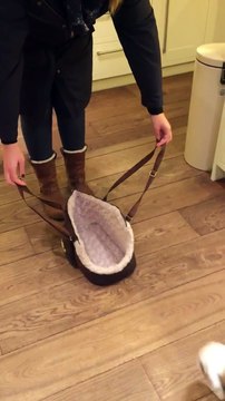 Lola,THE CUTEST British Bulldog Puppy wants a carry.