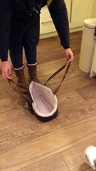 Lola,THE CUTEST British Bulldog Puppy wants a carry.